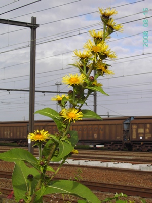 Inula racemosa, Kortrijk, railway siding, August 2008, F. Verloove