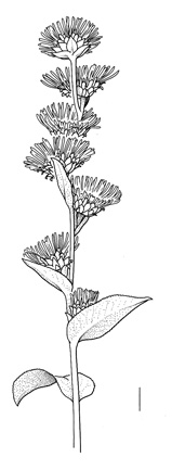 Inula racemosa, inflorescence