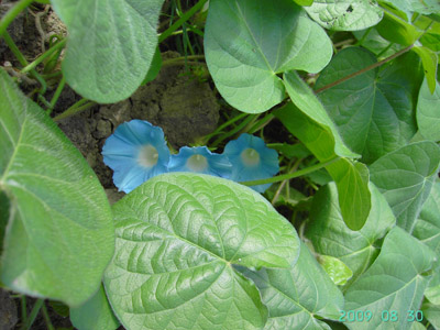 Ipomoea hederacea, Hooglede, garden weed, August 2009, F. Verloove.