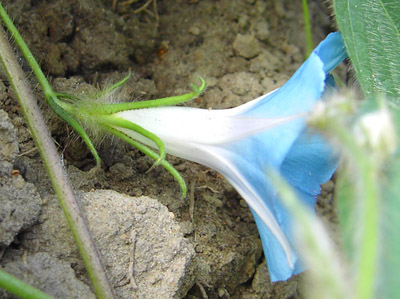  Ipomoea hederacea, Hooglede, garden weed, August 2009, F. Verloove. 