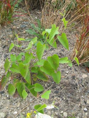 Ipomoea lacunosa, Peer (Kleine Brogel), sandy roadside, September 2011, R. Barendse