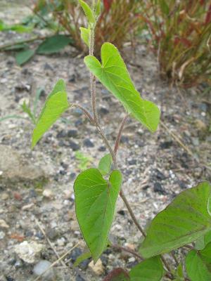 Ipomoea lacunosa, Peer (Kleine Brogel), sandy roadside, September 2011, R. Barendse