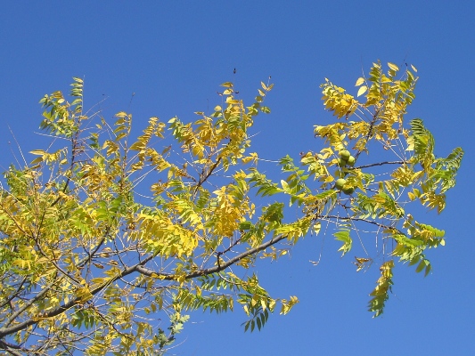 Juglans nigra, Kerkhove, border of river Schelde, October 2010, F. Verloove 