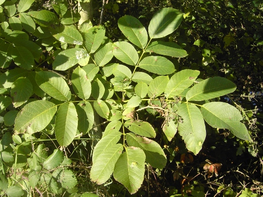  Juglans regia, Kerkhove, border of river Schelde, October 2010, F. Verloove