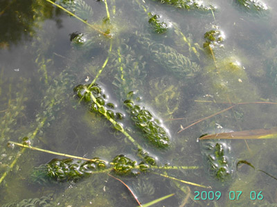 Lagarosiphon major, Ieper, canal Ieper-Comines, July 2009, F. Verloove.