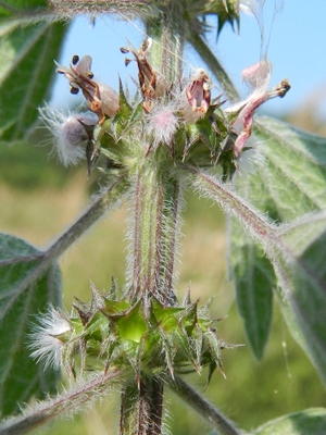 Leonurus cardiaca subsp. villosus, Lommel ('t Stort), former dump, September 2012, R. Barendse