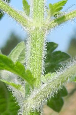 Leonurus cardiaca subsp. villosus, Lommel ('t Stort), former dump, September 2012, R. Barendse