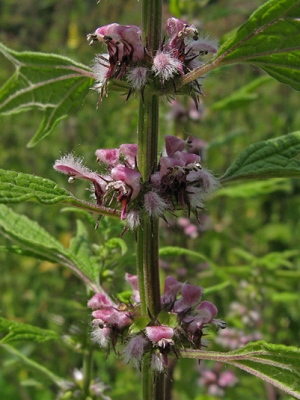 Leonurus cardiaca subsp. cardiaca, Lanaken (Hochter Bampd), gravelly margin of river Maas, June 2010, W. Vercruysse