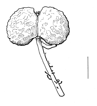 Lepidium didymum, fruit - drawing S.Bellanger