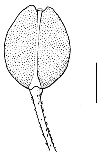 Lepidium ruderale, fruit