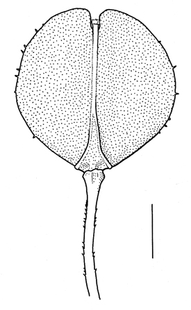 Lepidium virginicum, fruit