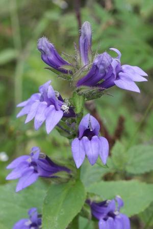 Lobelia siphilitica, Mol, abandoned camping, September 2009, R. Barendse