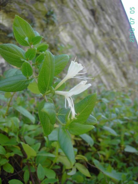 Lonicera japonica, Gent, ruins Sint-Baafs abbey, July 2010, F. Verloove 