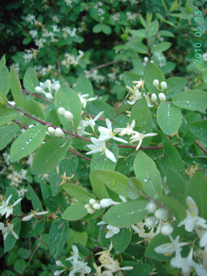 Lonicera morrowii, Brugge, former railway track, May 2010, F. Verloove