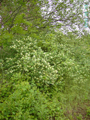 Lonicera morrowii, Brugge, former railway track, May 2010, F. Verloove