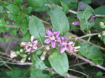 Lycium chinense, Geel, abandoned urban woodland, August 2010, R. Barendse.