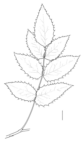 Mahonia aquifolium leaf by Sven Bellanger