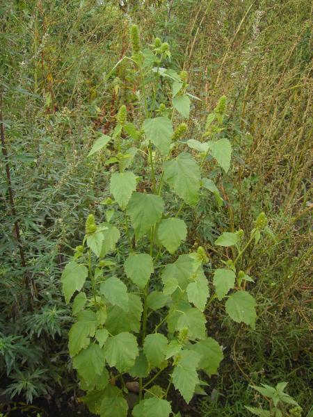 Malvastrum americanum, Maasmechelen (Boorsem), gravelly talus slope by river Maas, October 2011, F. Verloove