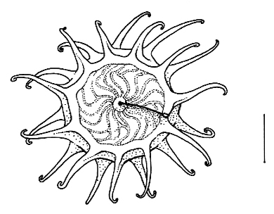 Medicago laciniata, pod, section