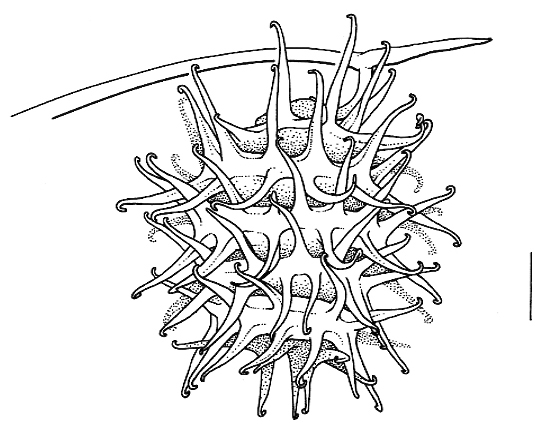 Medicago laciniata, pod