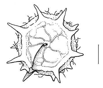 Medicago truncatula, pod, section