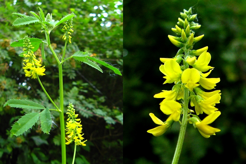 Melilotus officinalis, Oudenaarde, Speibos, June 2009, W. Van Heddegem