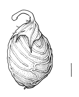 Melilotus infestus, fruit - Drawing S.Bellanger