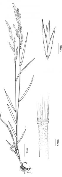 Muhlenbergia mexicana; Drawing S.Bellanger