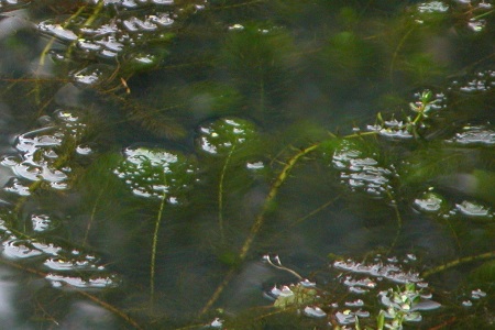 Myriophyllum heterophyllum, Sint-Job-in-‘t-Goor, Antitankgracht, canal, August 2008, R. De Vlaeminck