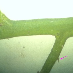 Myriophyllum heterophyllum, Ranst, dead branch of Albertkanaal, July 2012,  W. Van Spaendonk