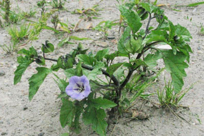 Nicandra physalodes, Veurne, ruderal sandy area, August 2008, E. Molenaar.