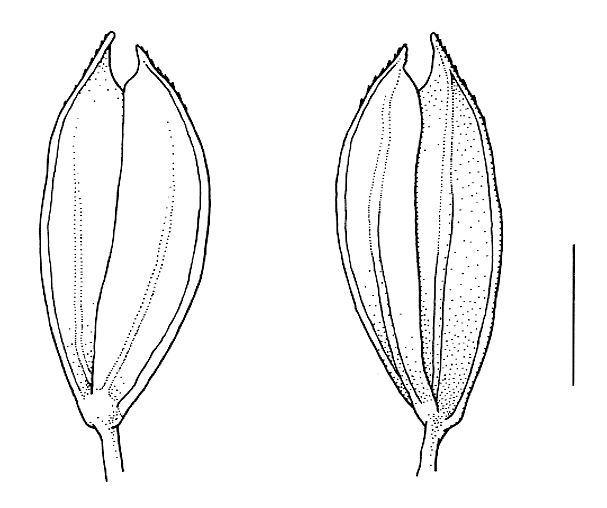 Phleum subulatum, spikelet