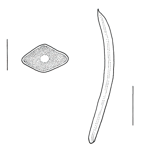 Picea abies, leaf & cross section