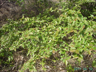 Cotoneaster villosulus, Roeselare, railway siding, April 2011, F. Verloove