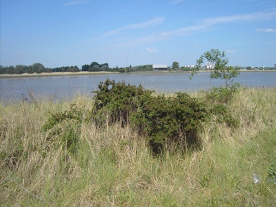Cotoneaster nanshan, Antwerpen, grassy bank of river Schelde, May 2011, F. Verloove
