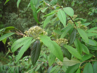 Cotoneaster xwatereri, Kontich, Molenbos, spontaneous woodland on former soil deposit, May 2011, F. Verloove