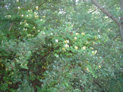 Lonicera japonica, Bissegem, invading the verge of scrub along river Leie, June 2011, F. Verloove 