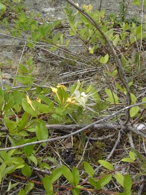 Lonicera japonica, Comines, quay wall of river Leie, June 2011, F. Verloove