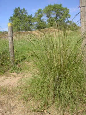 Eragrostis curvula, Oostduinkerke, path in coastal dunes, April 2011, F. Verloove