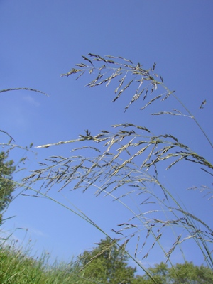 Eragrostis curvula, Oostduinkerke, path in coastal dunes, April 2011, F. Verloove