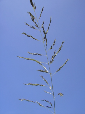 Eragrostis curvula, Oostduinkerke, path in coastal dunes, April 2011, F. Verloove