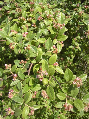 Cotoneaster franchetii, Oostduinkerke, coastal scrub, June 2011, F. Verloove 