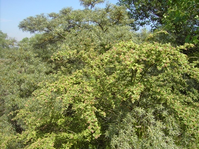 Cotoneaster franchetii, Oostduinkerke, coastal scrub, June 2011, F. Verloove