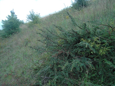 Cotoneaster ascendens, Ath, dry, sun-exposed slope (railway siding), July 2011, F. Verloove 