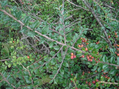 Cotoneaster ascendens, Ath, dry, sun-exposed slope (railway siding), July 2011, F. Verloove