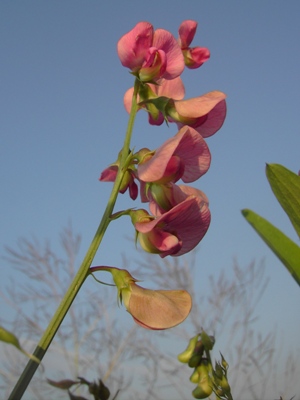  Lathyrus heterophyllus, Kortemark, railway siding, September 2011, F. Verloove 