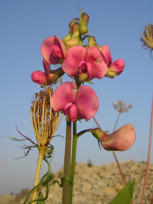 Lathyrus heterophyllus, Kortemark, abandoned railway track, September 2011, F. Verloove