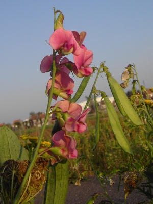 Lathyrus heterophyllus, Kortemark, railway siding, September 2011, F. Verloove