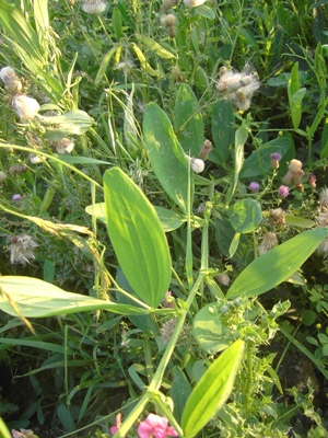 Lathyrus heterophyllus, Kortemark, railway siding, September 2011, F. Verloove