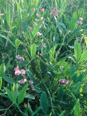 Lathyrus heterophyllus, Kortemark, abandoned railway track, September 2011, F. Verloove